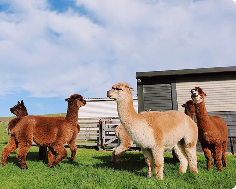 Our Alpaca Base