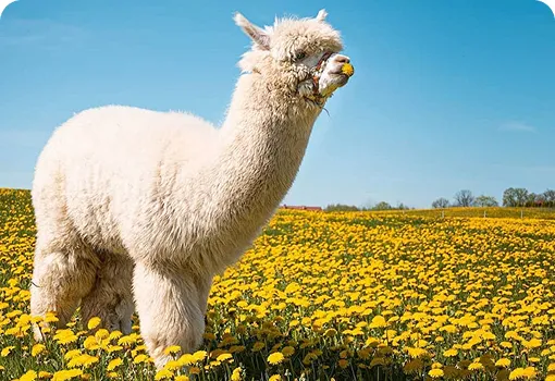 Ecological Breeding, Circular Symbiosis