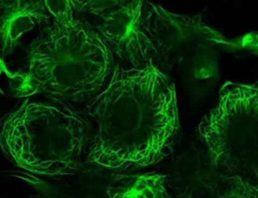 AlpVHHs New Product Release-strongest green fluorescent protein mStayGold +VHH