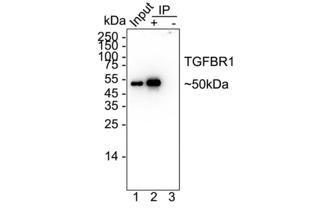 Anti-Rabbit IgG for IP, AlpSdAbs® VHH(HRP)