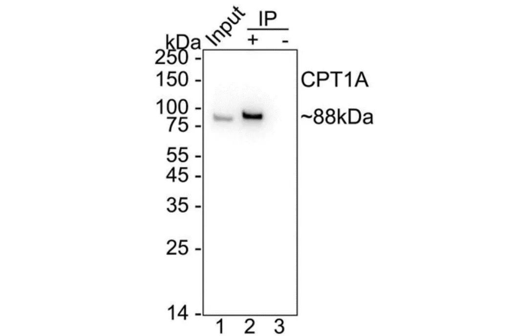 Anti-Rabbit IgG for IP, AlpSdAbs® VHH(HRP)