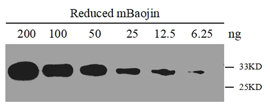 Anti-StayGold/mBaojin, AlpHcAbs® Rabbit antibody