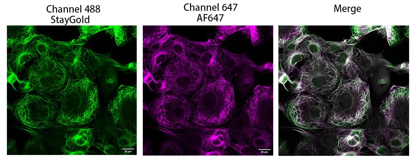 Anti-StayGold/mBaojin, AlpHcAbs® Rabbit antibody