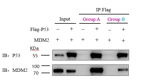 DYKDDDDK tag Nanoselector Magnetic beads