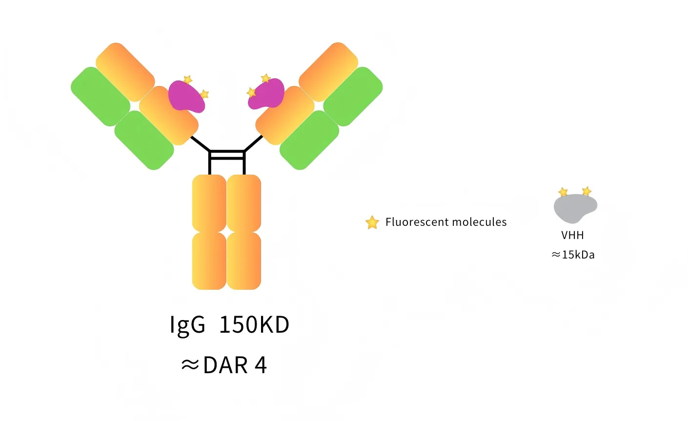 Anti-Human IgG(CH1 Fragment specific), AlpSdAbs® VHH(iFluor647 ×4)