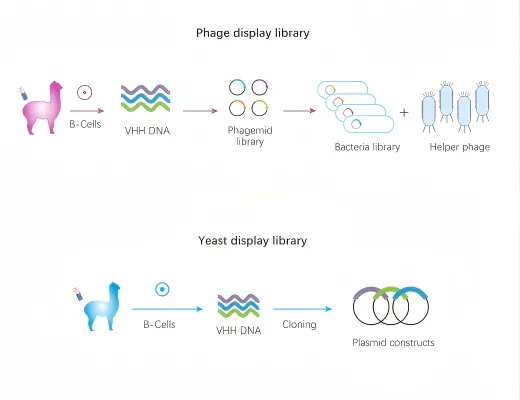 Large Naïve VHH Library Kit