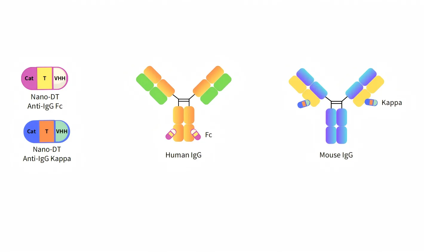 Anti-Mouse IgG, AlpSdAbs® VHH(DT)