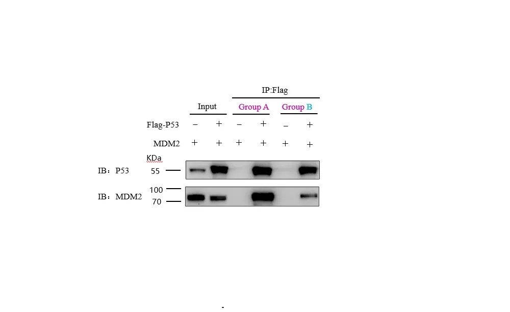 DYKDDDDK tag Nanoselector Magnetic beads
