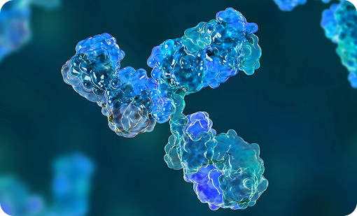 Recombinant Antibody