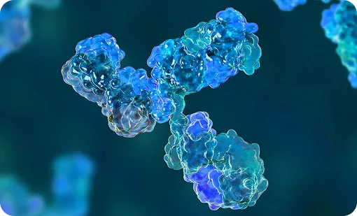 Recombinant Antibody