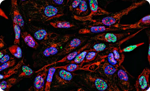 Antibody Internalization