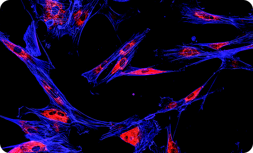 Recombinant Secondary Antibody