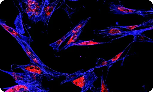 Recombinant Secondary Antibody