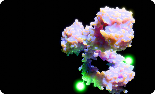 Development of Anti Small Molecule Antibodies