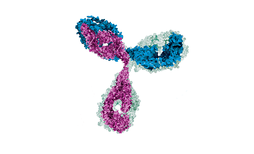 Nanoantibody Expression