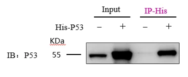 His tag Nanoselector Magnetic beads