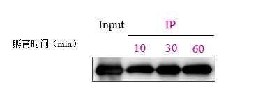 GFP Nanoselector Magnetic beads