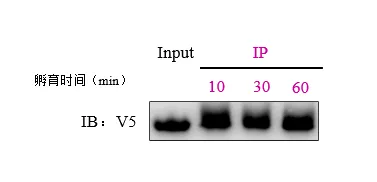 V5 tag Nanoselector Magnetic beads