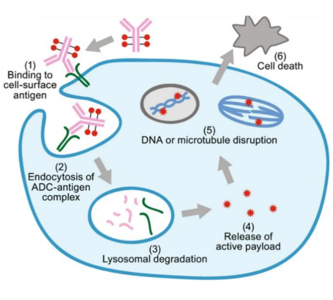 ADC Internalization Special Topic (II)  ADC Drugs: Anti-Cancer “Biological Missiles” — How to Achieve Precise Tumor Killing?
