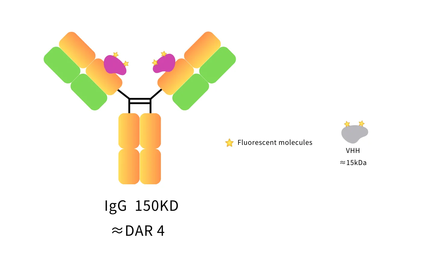 Anti-Human IgG(CH1 Fragment specific), AlpSdAbs® VHH(iFluor594 ×4)