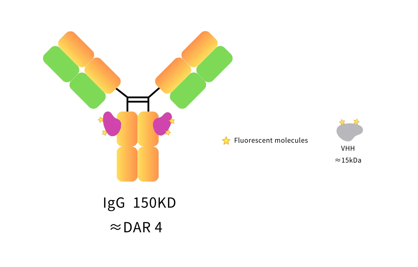 Anti-Human IgG(CH2 Fragment specific), AlpSdAbs® VHH(iFluor488 ×4)