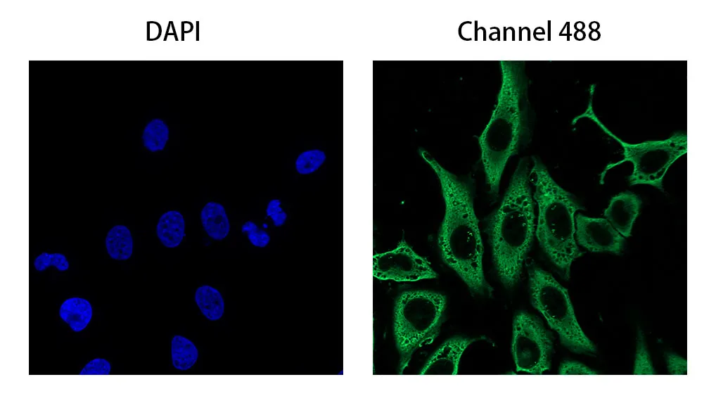 Anti-Mouse IgG(Fcγ Fragment specific), AlpSdAbs® VHH(iFluor488 ×8)