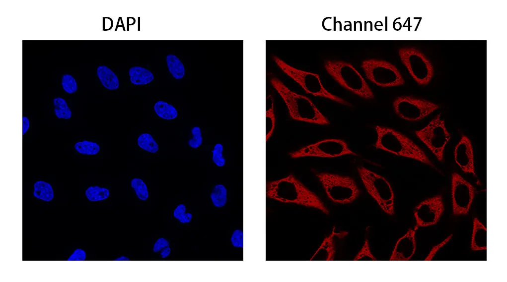 Anti-Mouse IgG(Fcγ Fragment specific), AlpSdAbs® VHH(iFluor647 ×8)