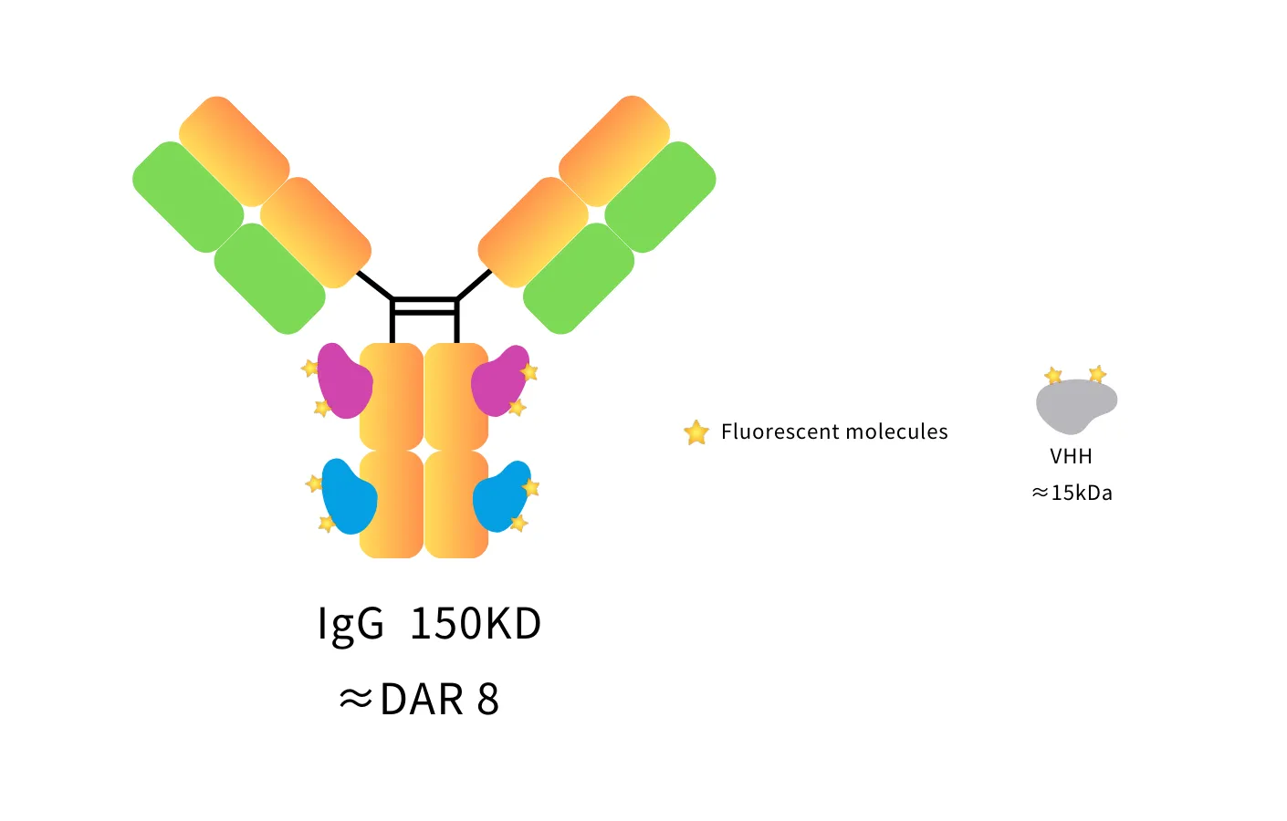 Anti-Mouse IgG2b(Fcγ Fragment specific), AlpSdAbs® VHH(iFluor594 ×8)