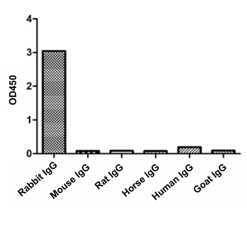Anti-Rabbit IgG(Fcγ Fragment specific), AlpSdAbs® VHH(HRP)