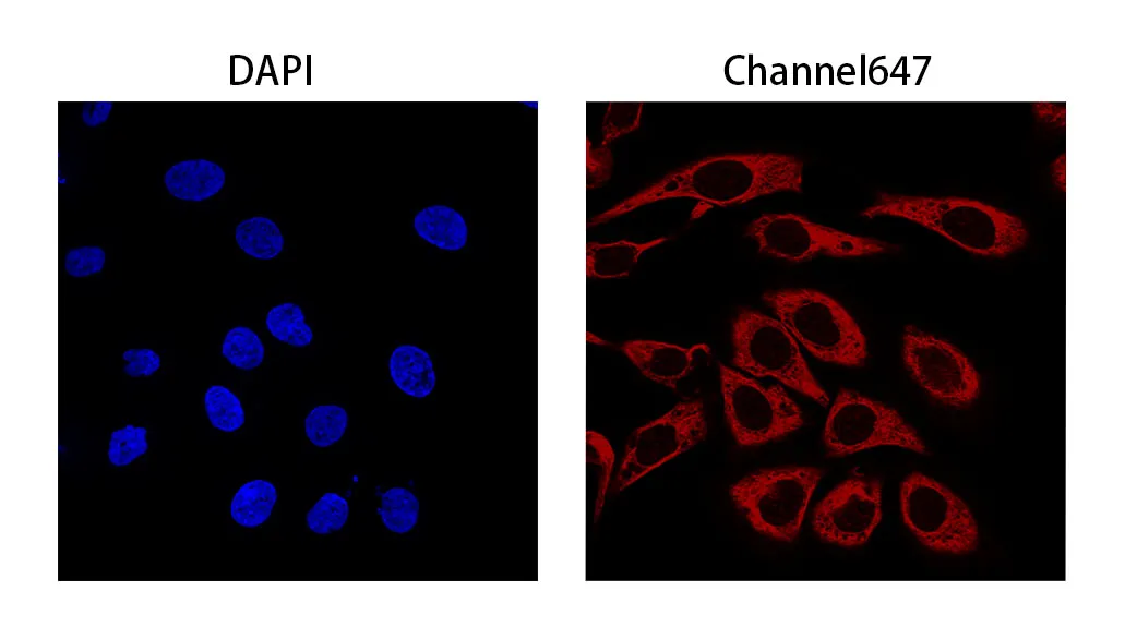 Anti-Rabbit IgG(Fcγ Fragment specific), AlpSdAbs® VHH(iFluor647 ×8)