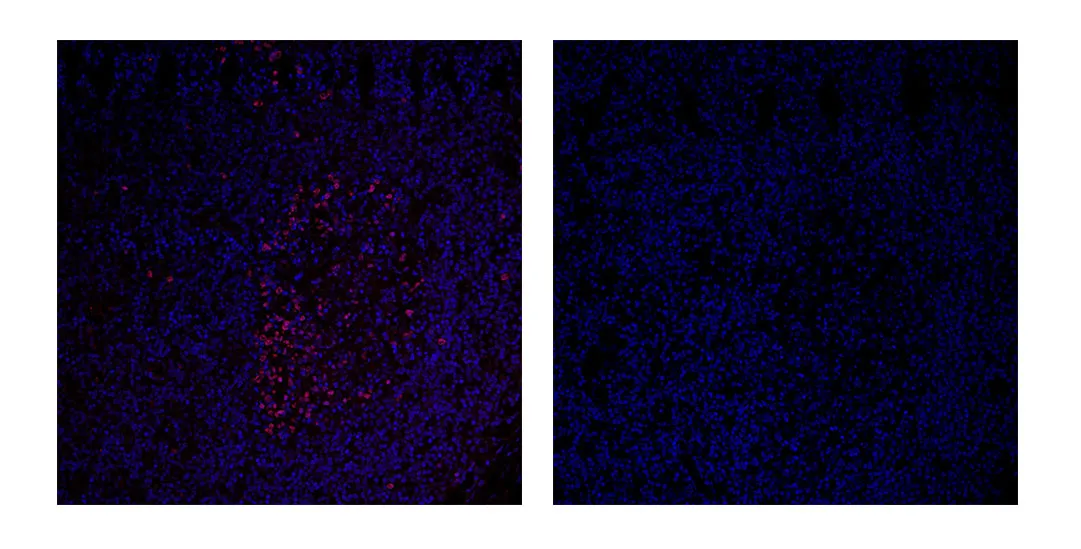 Anti-Rabbit IgG(Fcγ Fragment specific), AlpSdAbs® VHH(iFluor647 ×8)