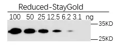 Anti-StayGold/mBaojin, AlpSdAbs® VHH(HRP)