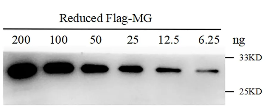 Anti-DYKDDDDK tag, AlpHcAbs® Mouse IgG2b antibody
