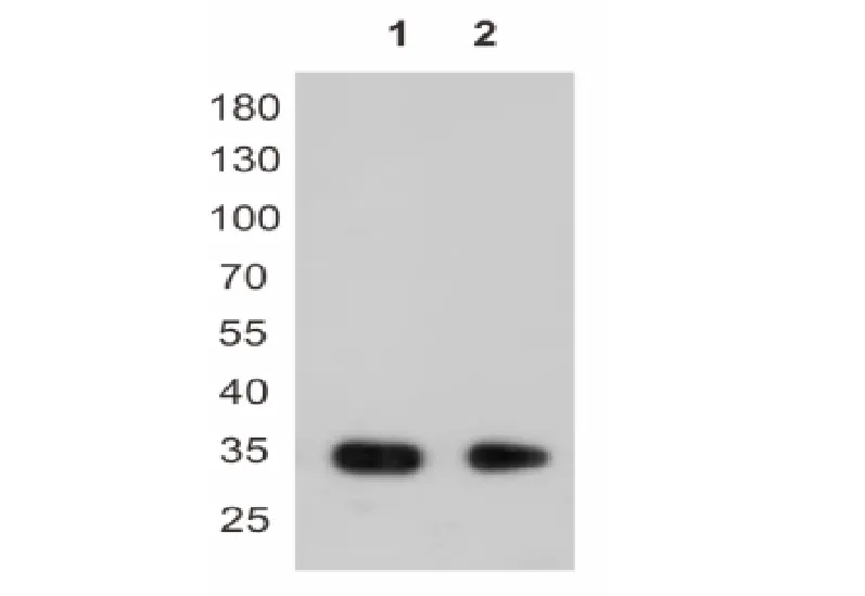 Anti-DYKDDDDK tag, AlpHcAbs® Mouse IgG2b antibody