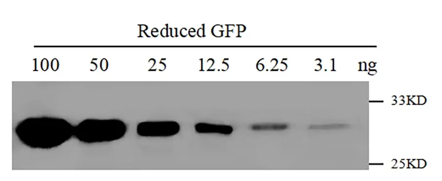 Anti-GFP, AlpHcAbs® Mouse antibody