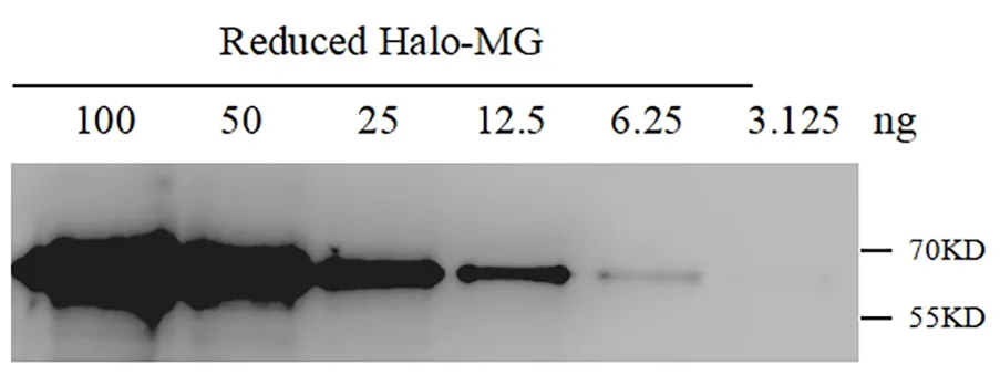 Anti-Halo Tag, AlpHcAbs® Rabbit antibody