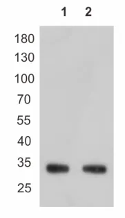 Anti-His tag, AlpHcAbs® Rabbit antibody