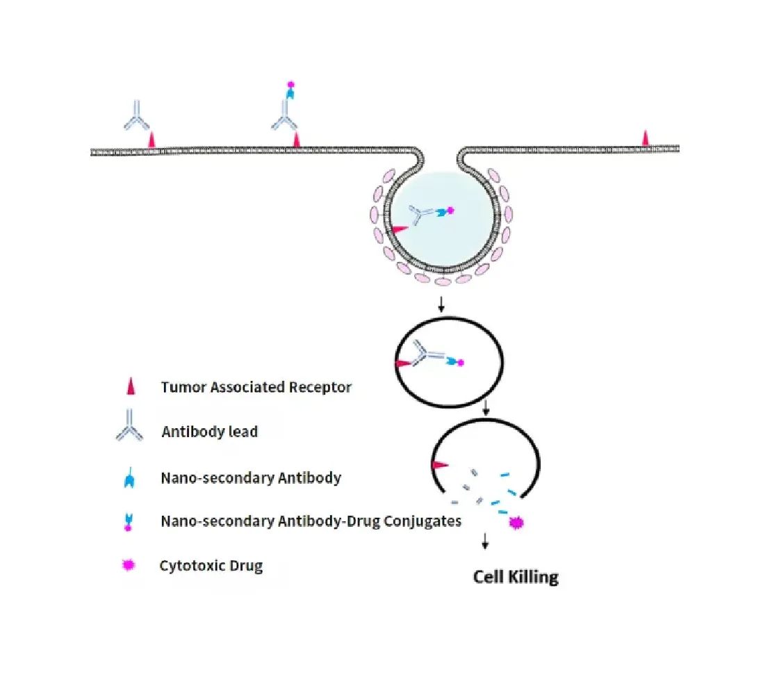 ADC Internalization Special Topic (III): Mechanism, Delivery Challenges, and the Key to Quantitative Detection