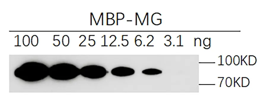 Anti-MBP, AlpHcAbs® Rabbit antibody