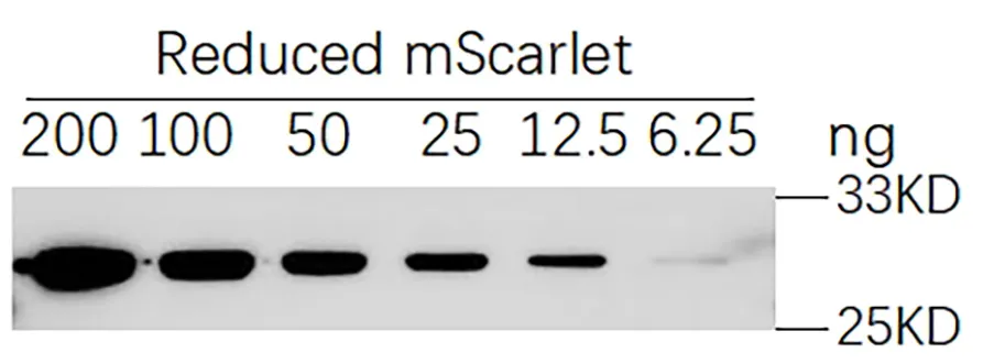 Anti-mScarlet3-H/mYongHong, AlpHcAbs® Rabbit antibody