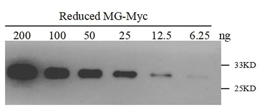 Anti-Myc tag, AlpHcAbs® Rabbit antibody