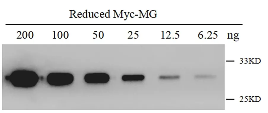 Anti-Myc tag, AlpHcAbs® Rabbit antibody