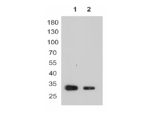 Anti-Myc tag, AlpHcAbs® Rabbit antibody
