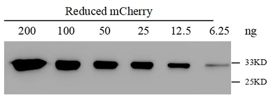Anti-RFP, AlpHcAbs® Rabbit antibody