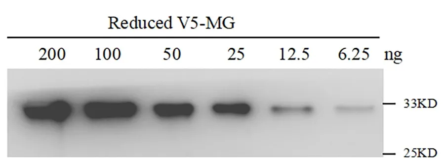 Anti-V5 tag, AlpHcAbs® Rabbit antibody