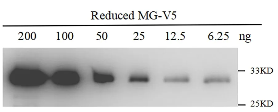 Anti-V5 tag, AlpHcAbs® Rabbit antibody