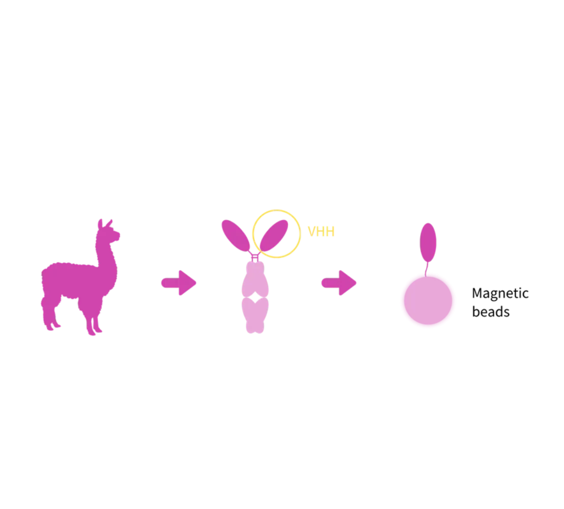 Why Choose Nanoselector for GFP IP?