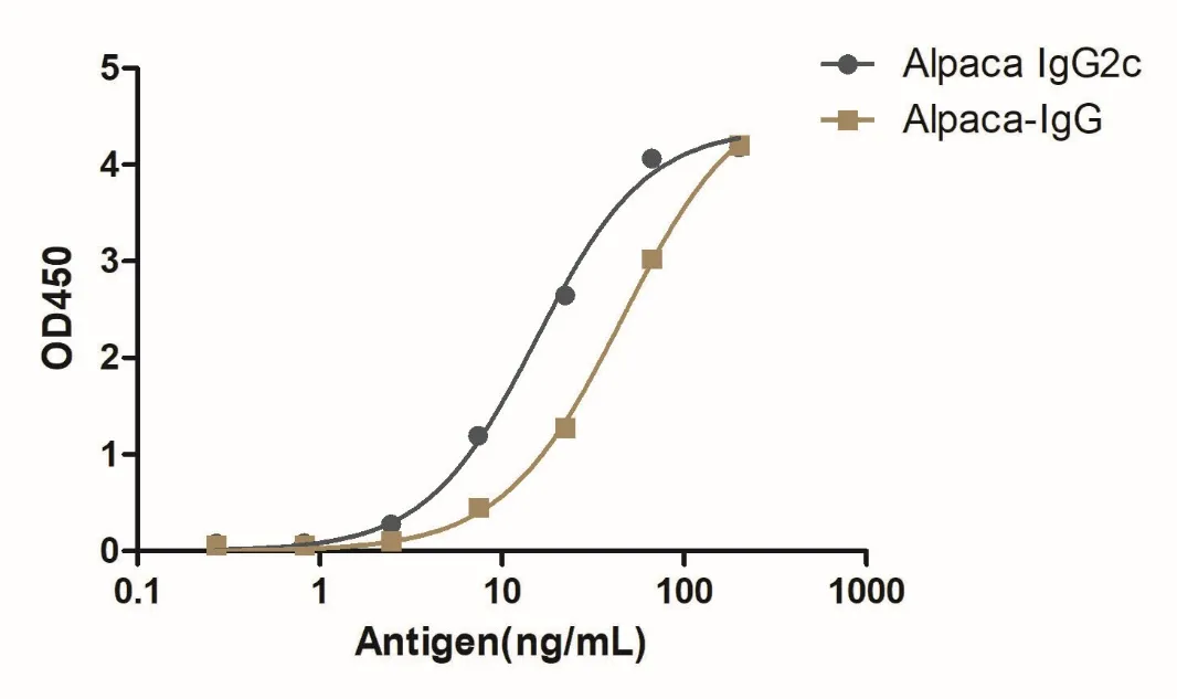 Anti-Alpaca IgG2c(Fcγ Fragment specific), AlpHcAbs® Rabbit antibody