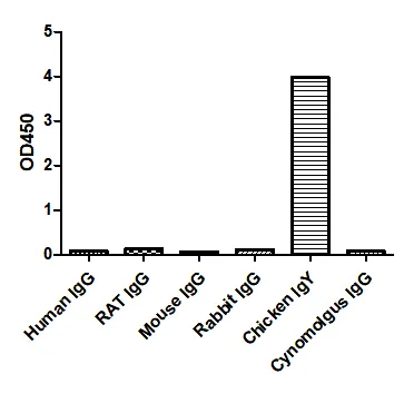 Anti-Chicken IgY, AlpHcAbs® Goat antibody