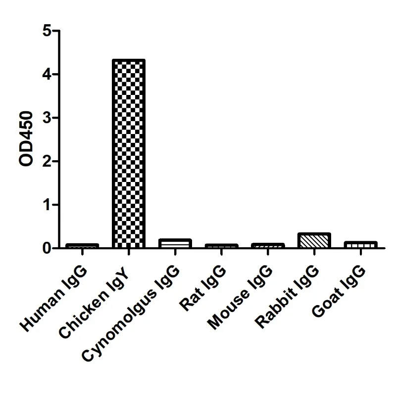 Anti-Chicken IgY, AlpHcAbs® Goat antibody(Biotin)